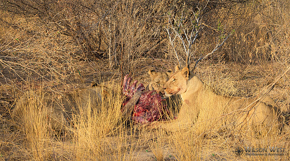 Lions eating a kudu