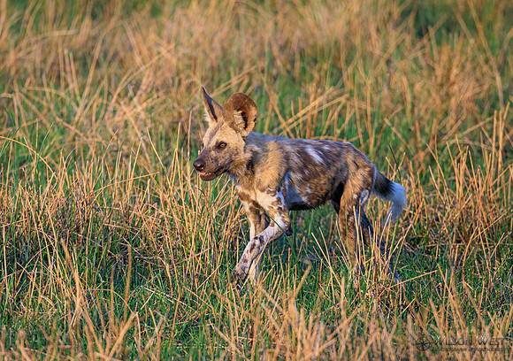 African Wild Dog