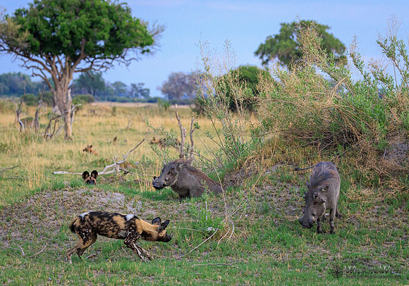 African Wild Dog, Warthog