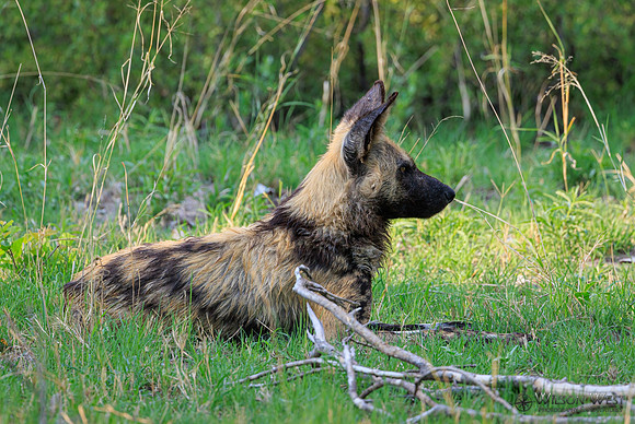African Wild Dog