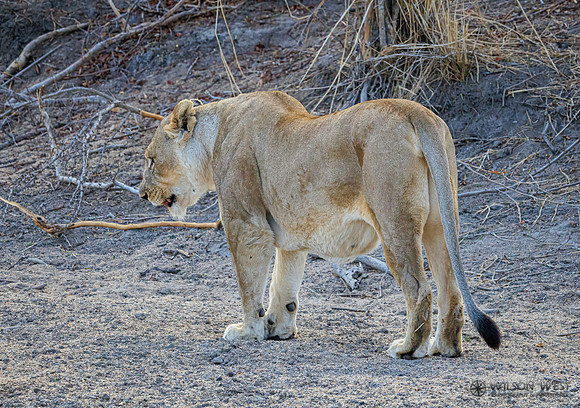 Lion