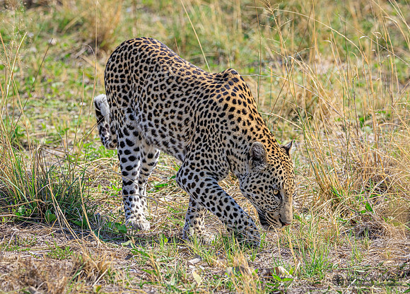 Leopard