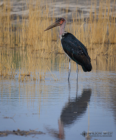 Marabou Stork