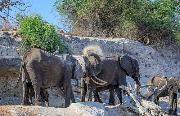 Elephant