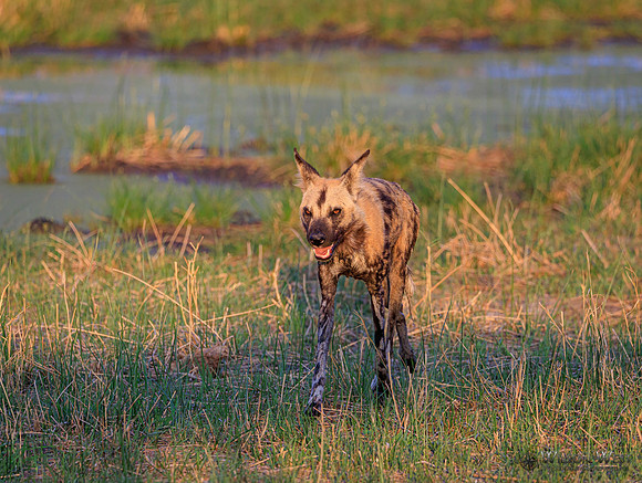 African Wild Dog