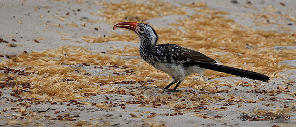 Red-billed Hornbill, Termites