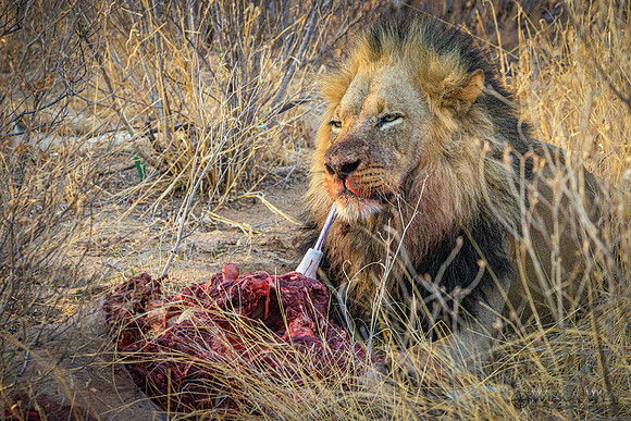Lions eating a kudu