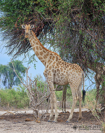 Giraffe