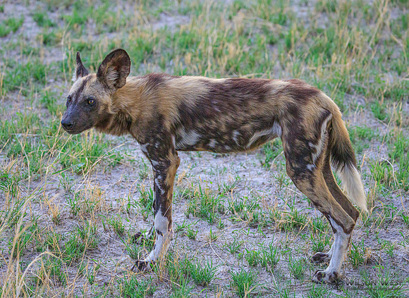 African Wild Dog