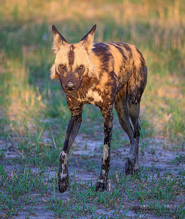 African Wild Dog