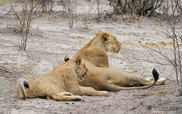 Lion