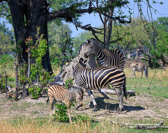 Burchell's Zebra