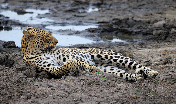 Leopard