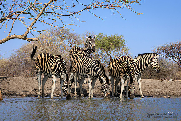 Burchell's Zebra