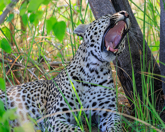 Leopard