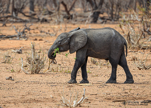 Elephant