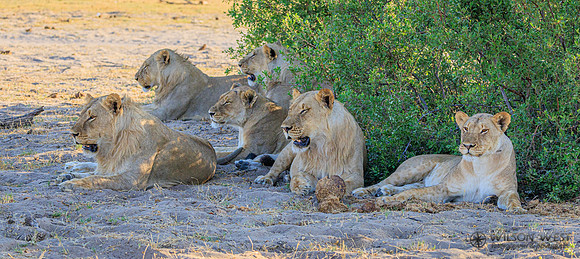Lion