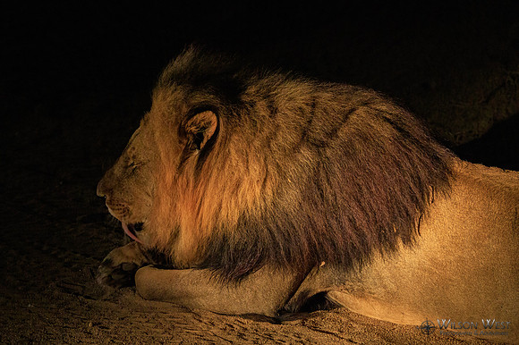 Lion