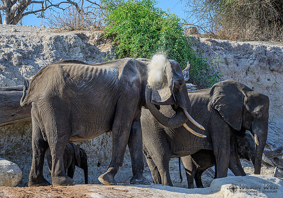 Elephant