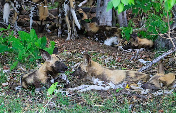 African Wild Dog