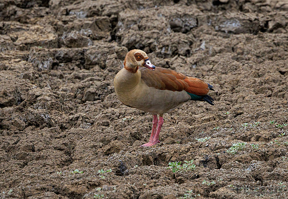 Egyptian Goose
