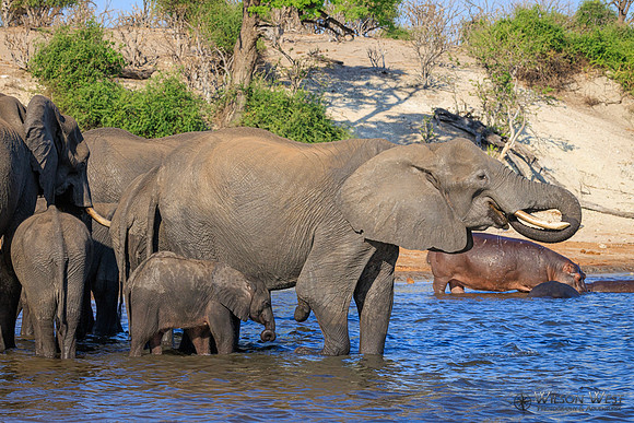 Elephant