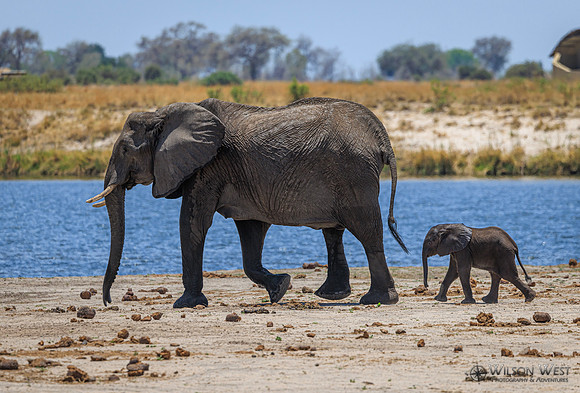 Elephant