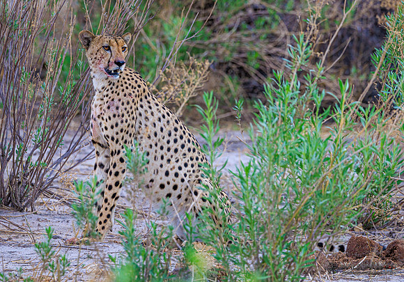 Cheetah