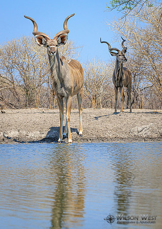 Greater Kudu
