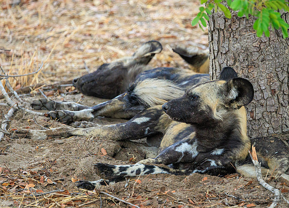 African Wild Dog
