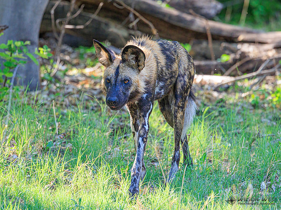 African Wild Dog