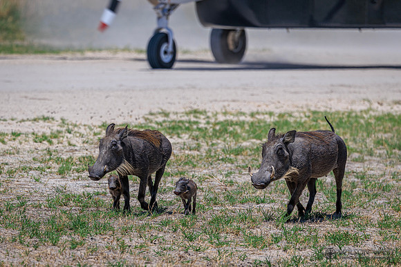 Warthog