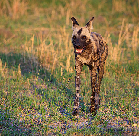 African Wild Dog