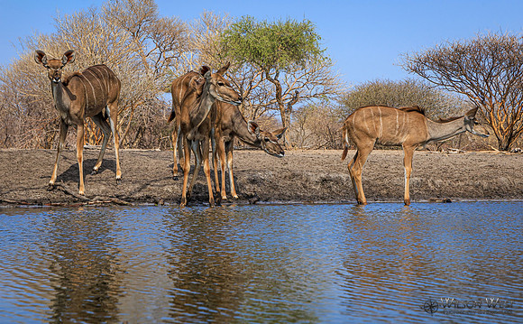 Greater Kudu