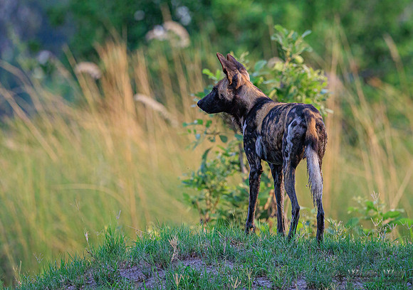 African Wild Dog