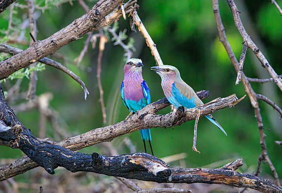 Lilac-breasted Roller