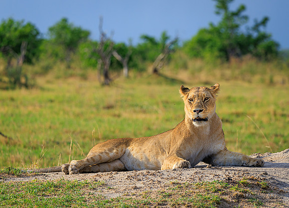 Lion
