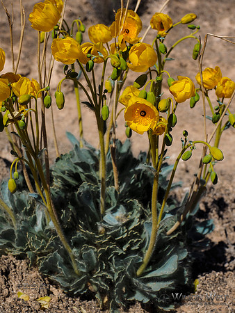 Bear Paw Poppy