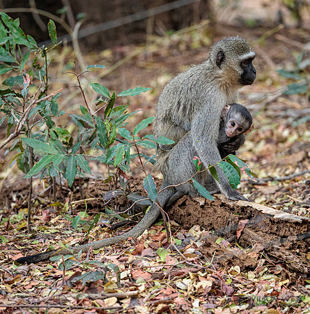 Vervet Monkey