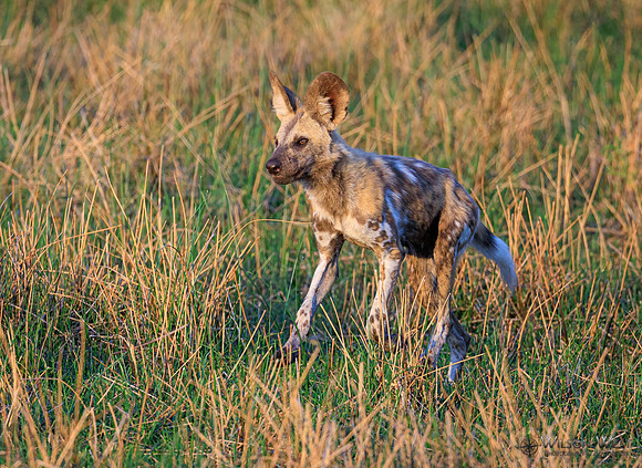 African Wild Dog