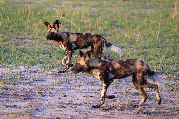 African Wild Dog