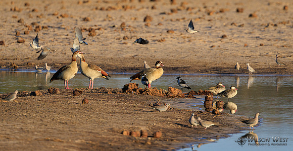 Blacksmith Lapwing, Collared Mourning Dove, Egyptian Goose, Red-billed Teal