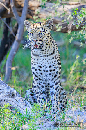 Leopard