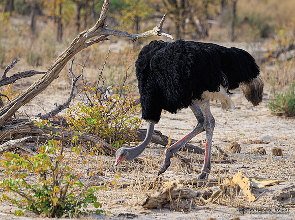 Ostrich