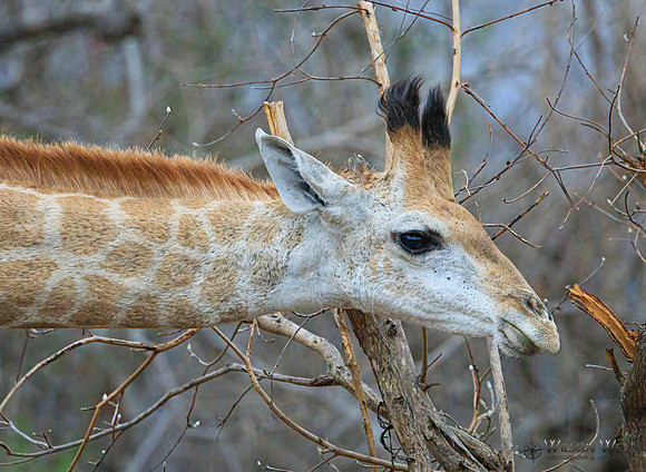 Giraffe