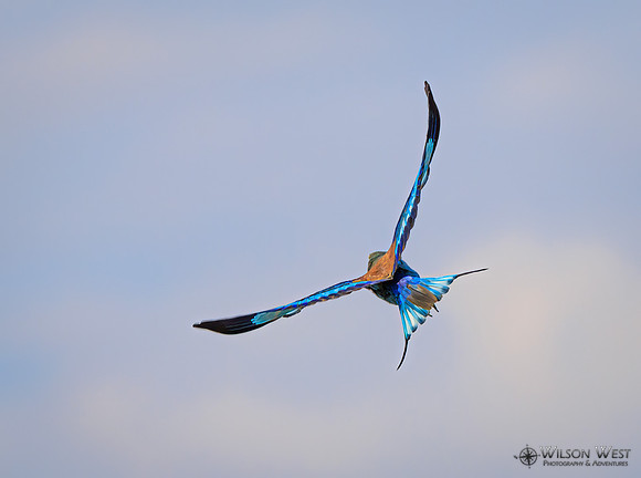 Lilac-breasted Roller