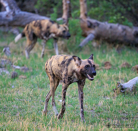 African Wild Dog