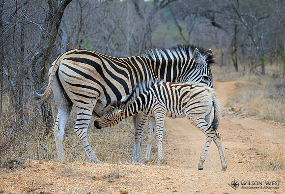 Burchell's Zebra