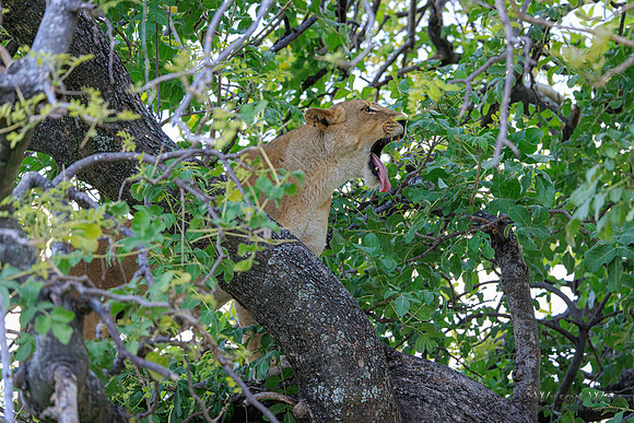 Lion