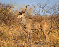 Greater Kudu